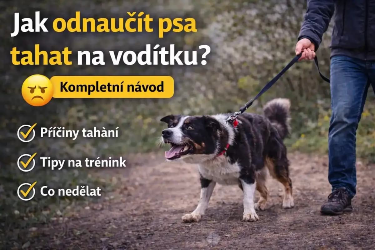 pes tahá na vodítku