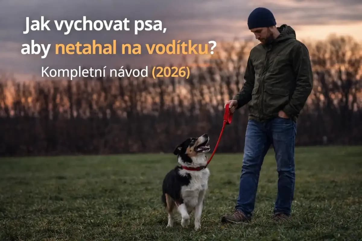 pes netahá na vodítku správný trénink psa chůze u nohy